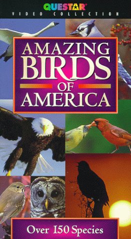 9781568555881: Amazing Birds of America