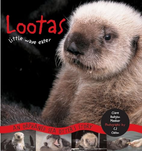 Beispielbild fr Lootas Little Wave Eater : An Orphaned Sea Otter's Story zum Verkauf von Better World Books