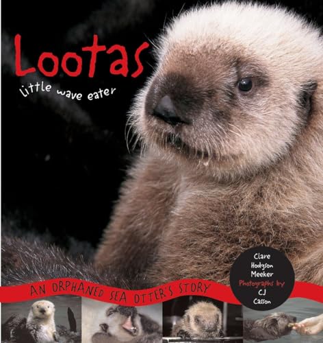 Stock image for Lootas Little Wave Eater : An Orphaned Sea Otter's Story for sale by Better World Books
