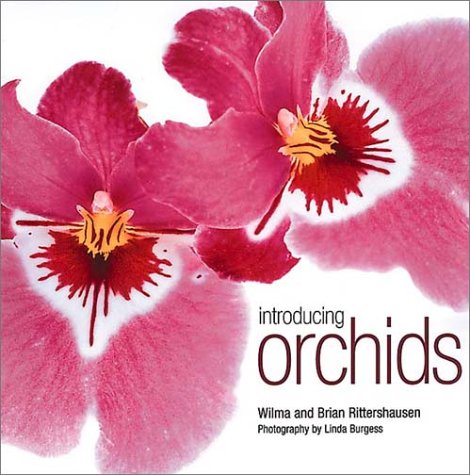 Beispielbild fr Introducing Orchids zum Verkauf von Better World Books