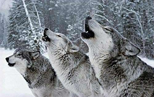 Imagen de archivo de With Wolves a la venta por Wonder Book