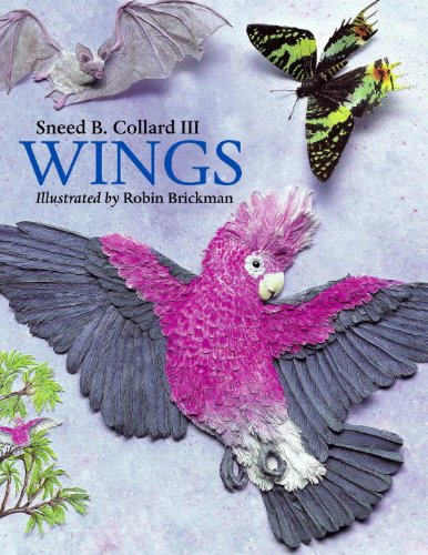 Beispielbild fr Wings zum Verkauf von Better World Books