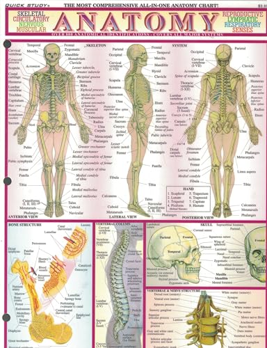 Beispielbild fr Anatomy zum Verkauf von Better World Books