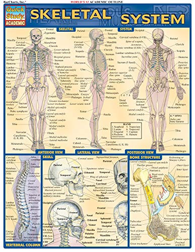 Beispielbild fr Skeletal System zum Verkauf von Better World Books