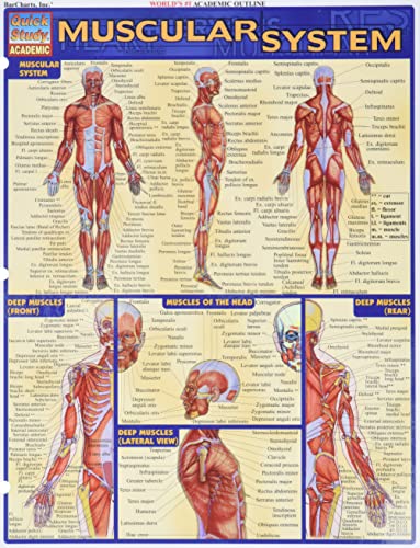 Beispielbild fr Muscular System Laminate Reference Chart (Quickstudy: Academic) zum Verkauf von Ergodebooks