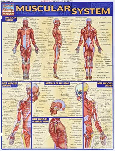 Stock image for Muscular System Laminate Reference Chart (Quickstudy: Academic) for sale by Ergodebooks