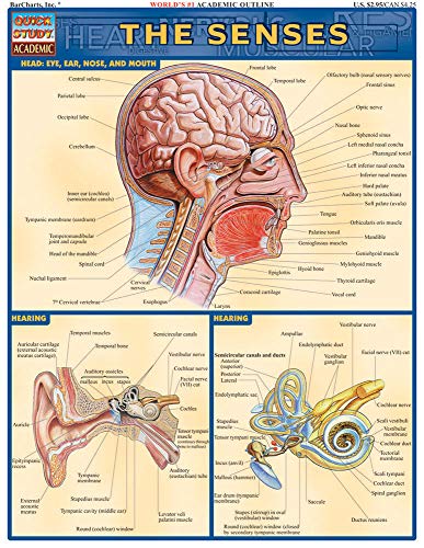 Beispielbild fr Senses (Qucik Study Academic) zum Verkauf von Wrigley Books