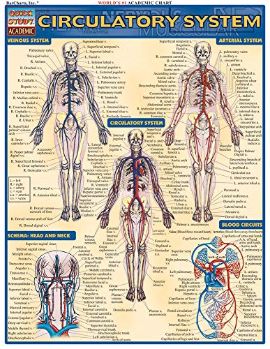 Beispielbild fr Circulatory System zum Verkauf von Better World Books