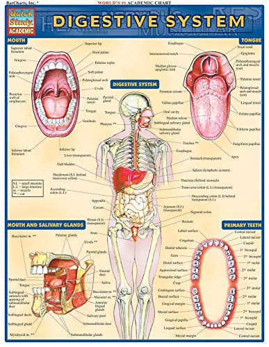 Beispielbild fr Digestive System (Quickstudy: Academic) zum Verkauf von Ergodebooks