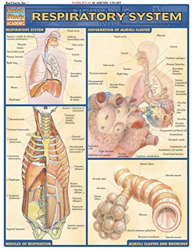 Respiratory System Chart Diagram