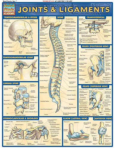 Stock image for Joints & Ligaments QuickStudy Laminated Reference Chartce (QuickStudy Academic) for sale by BooksRun