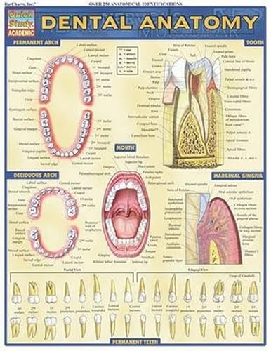9781572228108: Dental Anatomy (Quick Study Academic)