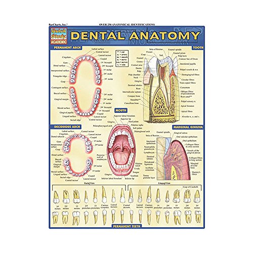 Dental Anatomy (Quick Study Academic) (9781572228108) by BarCharts, Inc.