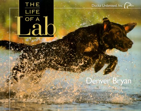 Stock image for The Life of a Lab for sale by SecondSale