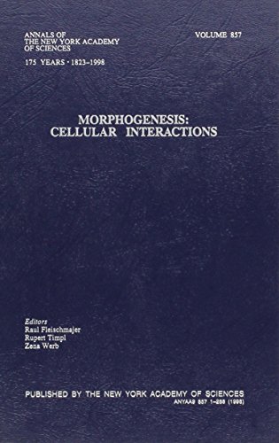 Stock image for Morphogenesis: Cellular Interactions (Annals of the New York Academy of Sciences) for sale by P.C. Schmidt, Bookseller