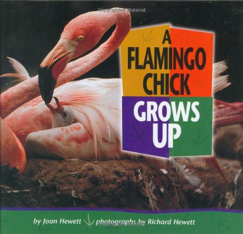 Beispielbild fr A Flamingo Chick Grows Up zum Verkauf von Better World Books