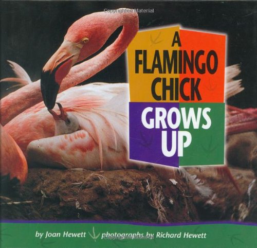 9781575051642: A Flamingo Chick Grows Up (Baby Animals)