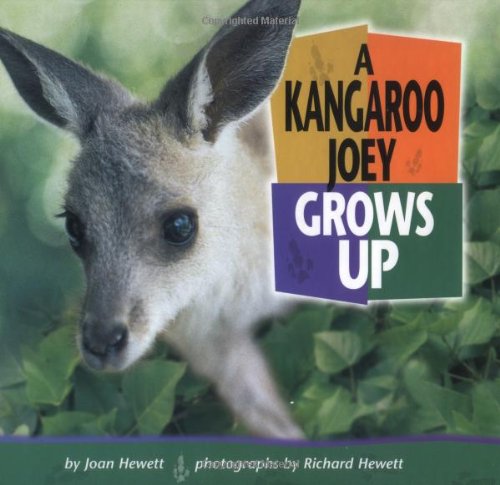 Stock image for A Kangaroo Joey Grows Up for sale by Better World Books