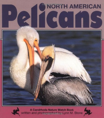 Stock image for North American Pelicans for sale by Better World Books