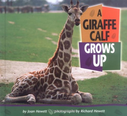 Stock image for A Giraffe Calf Grows Up for sale by ThriftBooks-Atlanta