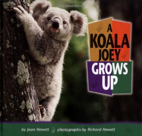 Beispielbild fr A Koala Joey Grows Up zum Verkauf von Better World Books