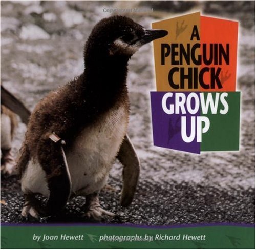 Stock image for A Penguin Chick Grows Up for sale by Better World Books