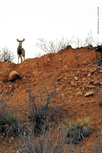 

Buck Shots