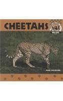 Imagen de archivo de Cheetahs a la venta por Better World Books: West