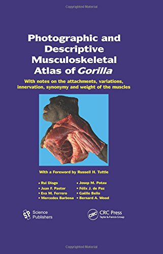 Imagen de archivo de Photographic and Descriptive Musculoskeletal Atlas of Gorilla: With Notes on the Attachments, Variations, Innervation, Synonymy and Weight of the Muscles a la venta por Basi6 International