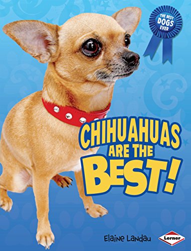 

Chihuahuas Are the Best! (The Best Dogs Ever)