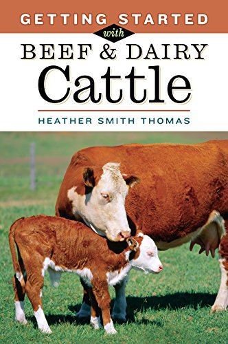 Stock image for Getting Started with Beef & Dairy Cattle for sale by Reliant Bookstore