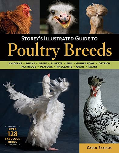 Beispielbild fr Storey's Illustrated Guide to Poultry Breeds: Chickens, Ducks, Geese, Turkeys, Emus, Guinea Fowl, Ostriches, Partridges, Peafowl, Pheasants, Quails, Swans zum Verkauf von Books From California