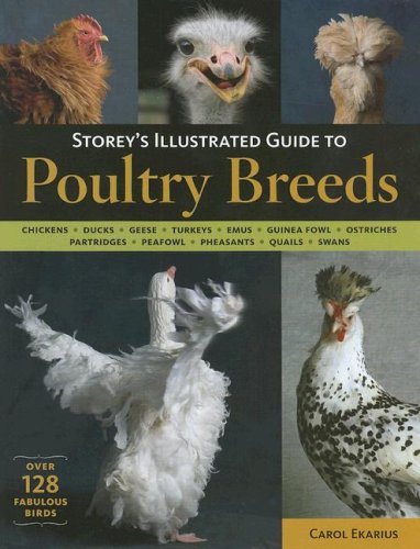 9781580176682: Storey's Illustrated Guide to Poultry Breeds: Chickens, Ducks, Geese, Turkeys, Emus, Guinea Fowl, Ostriches, Partridges, Peafowl, Pheasants, Quails, Swans