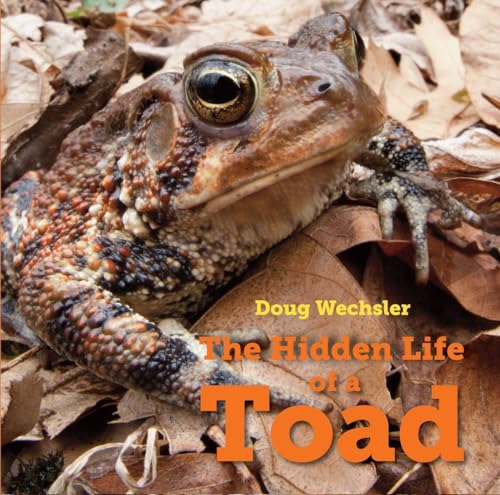 9781580897389: The Hidden Life of a Toad