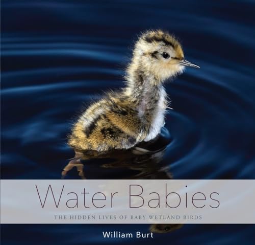 Beispielbild fr Water Babies: The Hidden Lives of Baby Wetland Birds zum Verkauf von SecondSale