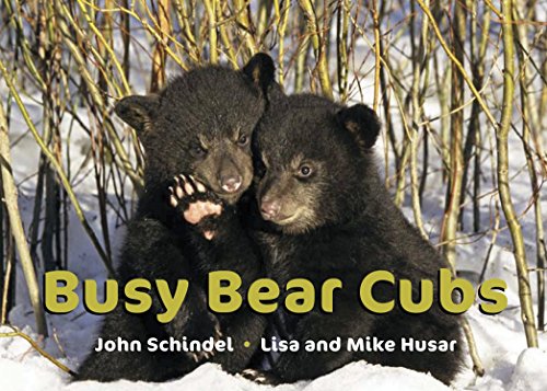 Stock image for Busy Bear Cubs (A Busy Book) for sale by Gulf Coast Books