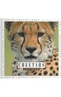 9781583412329: Cheetahs