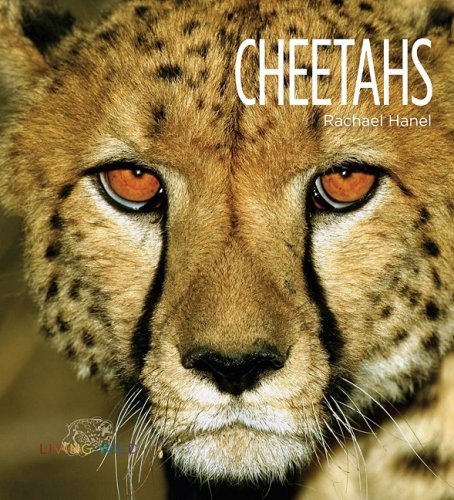 Stock image for Cheetahs for sale by Better World Books