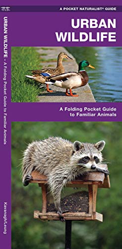 9781583550939: Urban Wildlife: A Folding Pocket Guide to Familiar Species (Pocket Naturalist Guide Series)