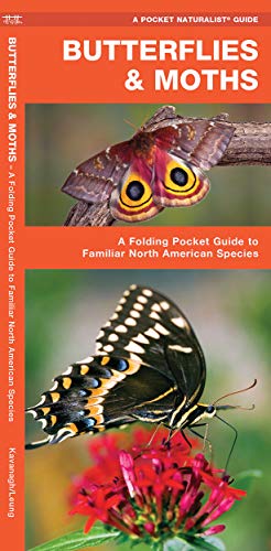 Imagen de archivo de Butterflies & Moths: A Folding Pocket Guide to Familiar North American Species (A Pocket Naturalist Guide) a la venta por BooksRun