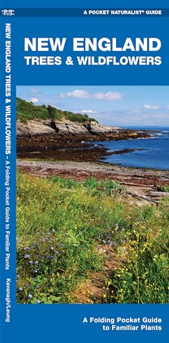 Beispielbild fr New England Trees and Wildflowers : A Folding Pocket Guide to Familiar Species zum Verkauf von Better World Books
