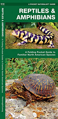Beispielbild fr Reptiles & Amphibians: A Folding Pocket Guide to Familiar North American Species (Pocket Naturalist Guide Series) zum Verkauf von Wonder Book