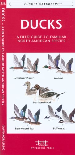 9781583552391: Ducks: A Field Guide to Familiar North American Species (Pocket Naturalist Guide Series)