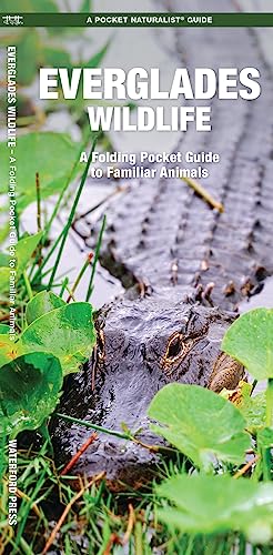 Beispielbild fr Everglades Wildlife: A Folding Pocket Guide to Familiar Species (A Pocket Naturalist Guide) zum Verkauf von WorldofBooks