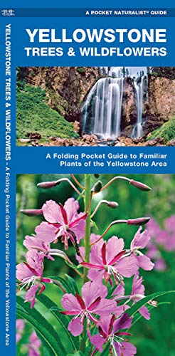 Stock image for Yellowstone Trees and Wildflowers : A Folding Pocket Guide to Familiar Species of the Yellowstone Area for sale by Better World Books: West