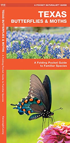 Stock image for Texas Butterflies and Moths : A Folding Pocket Guide to Familiar Species for sale by Better World Books