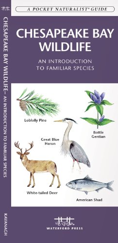Chesapeake Bay Wildlife: An Introduction to Familiar Species (A Pocket Naturalist Guide) (9781583553848) by Kavanagh, James