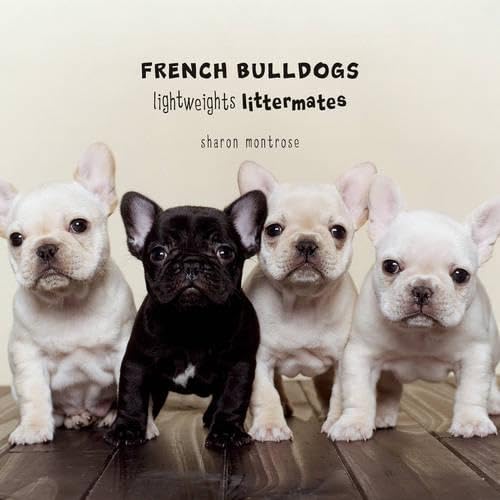 FRENCH BULLDOGS Lightweights Littermates