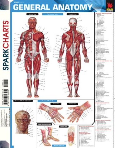 Beispielbild fr General Anatomy (SparkCharts) zum Verkauf von Wonder Book