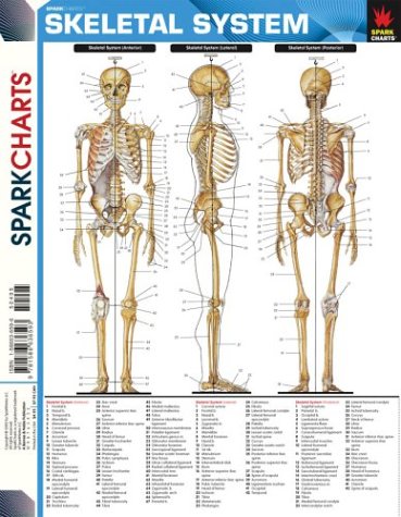 Skeletal System (SparkCharts) (9781586636593) by SparkNotes